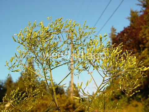 burnweed, Australian